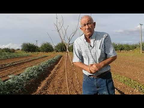 Comprar Árboles Frutales: Guía Completa para Elegir y Plantar los Mejores 1 Comprar Árboles Frutales: Guía Completa para Elegir y Plantar los Mejores